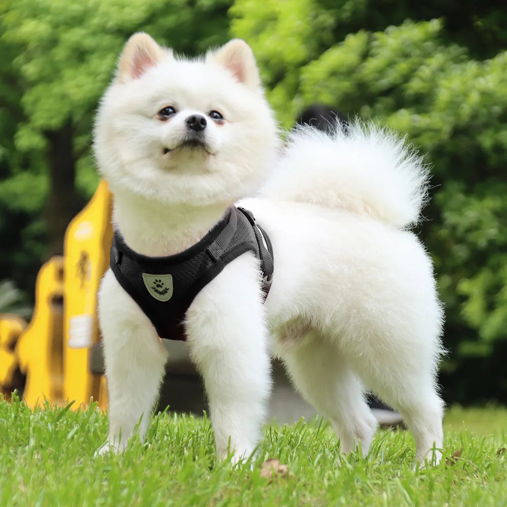 Reflektierendes Hundegeschirr mit Leine – Für kleine & mittelgroße Hunde